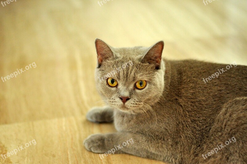 Cat British Shorthair Shorthair British Domestic