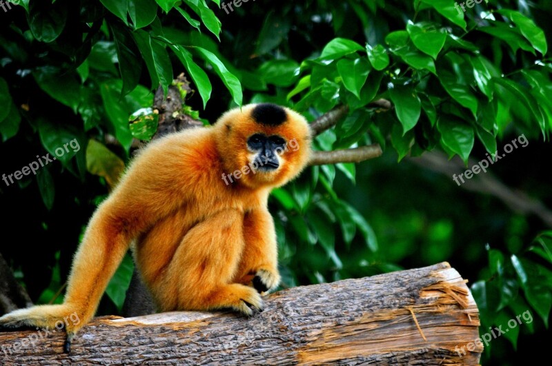 Monkey Primate Asia Forest Rainforest