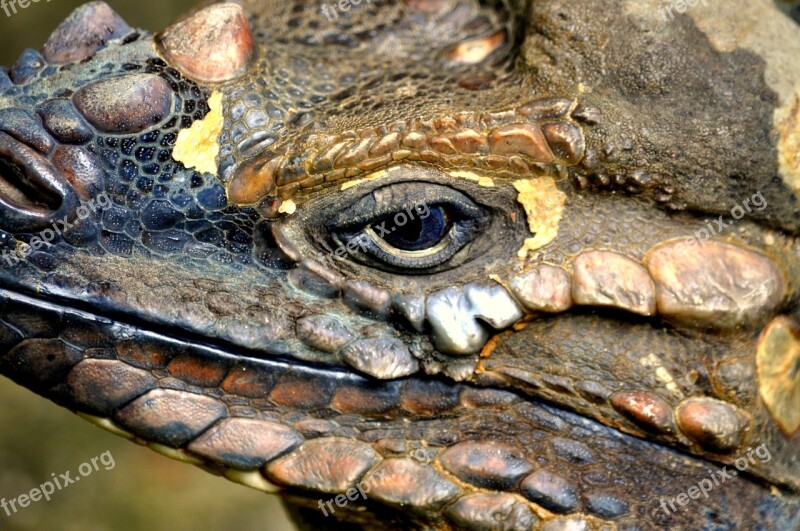 Reptile Eyes Cold Texture Patterns