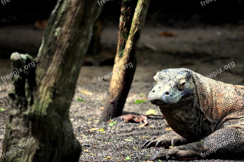 Komodo Dragon Lizard Reptile Wild