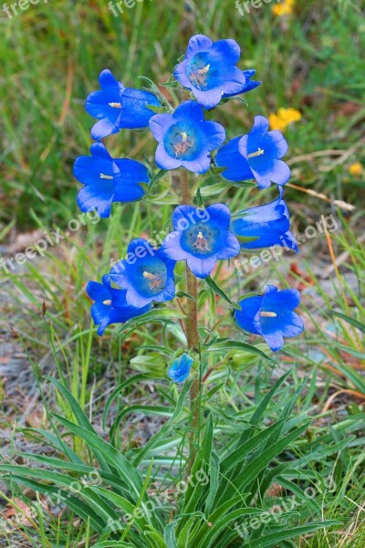 Bellflower Speciosa Flower Free Photos