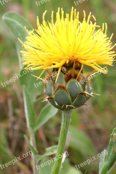 Knapweed Flowers Edge Of Pond Free Photos