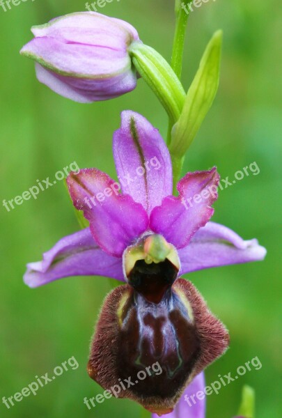 Ophrys Flowers Aveyron Free Photos