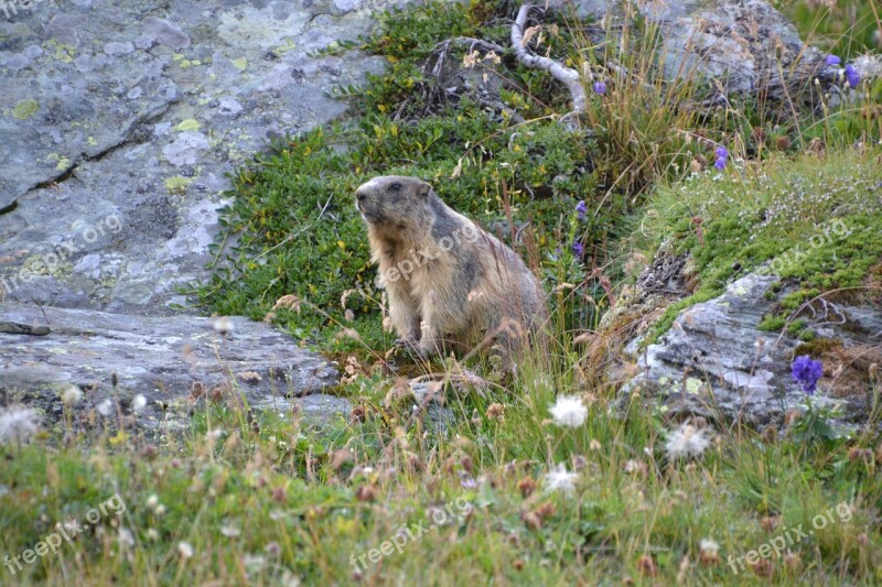 Marmot Alpine Grossglockner Tauern Mountain Meadow