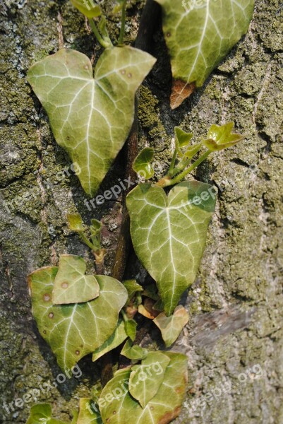 Nature Creeper Foliage Ivy Free Photos