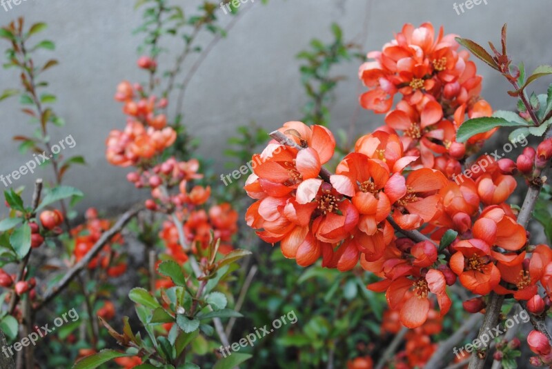 Spring Bush Quince Flowers Free Photos