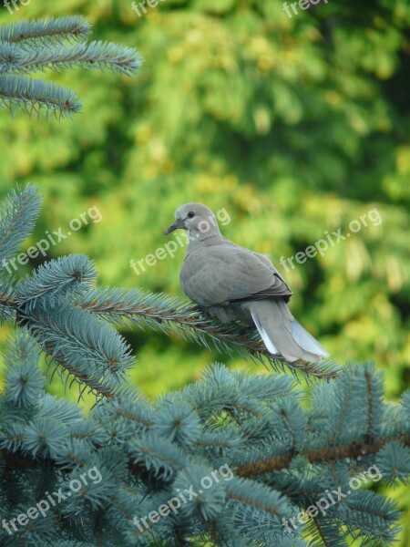 Dove Bird Branch Green Reflection