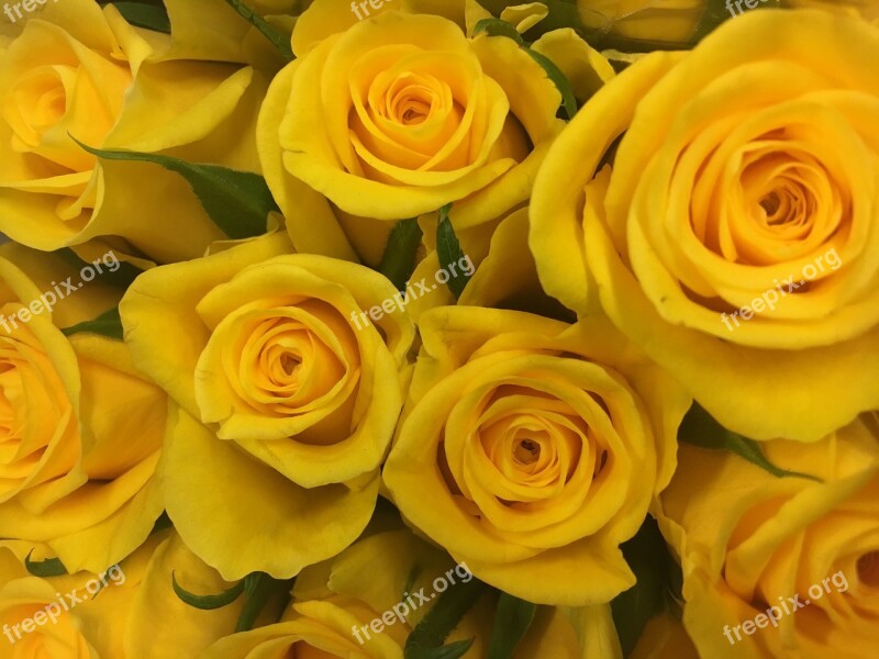 Rose Flower Flowers Yellow Nature