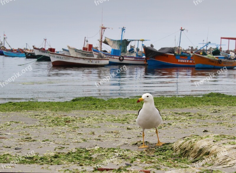 Seagull Beach Sea Boats Ave