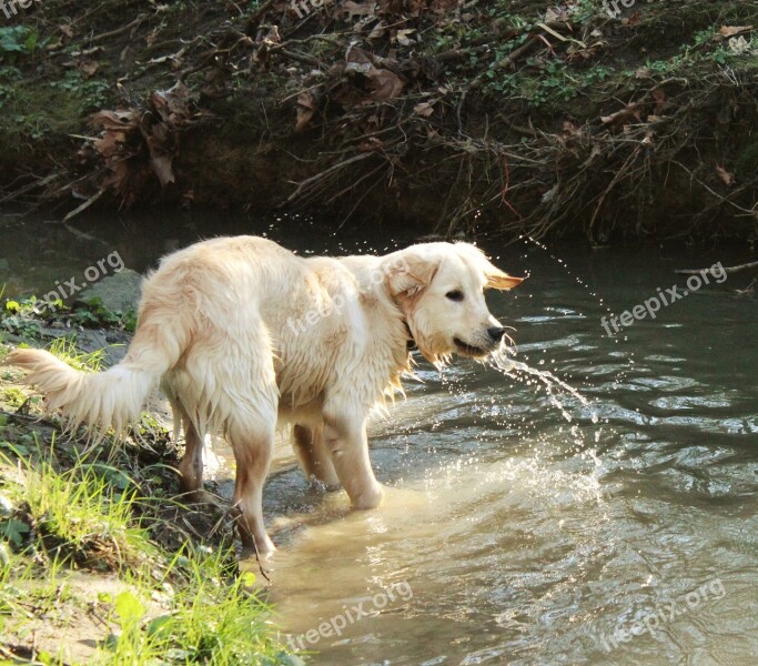 Dog Golden Retriever Pet Cute Sand