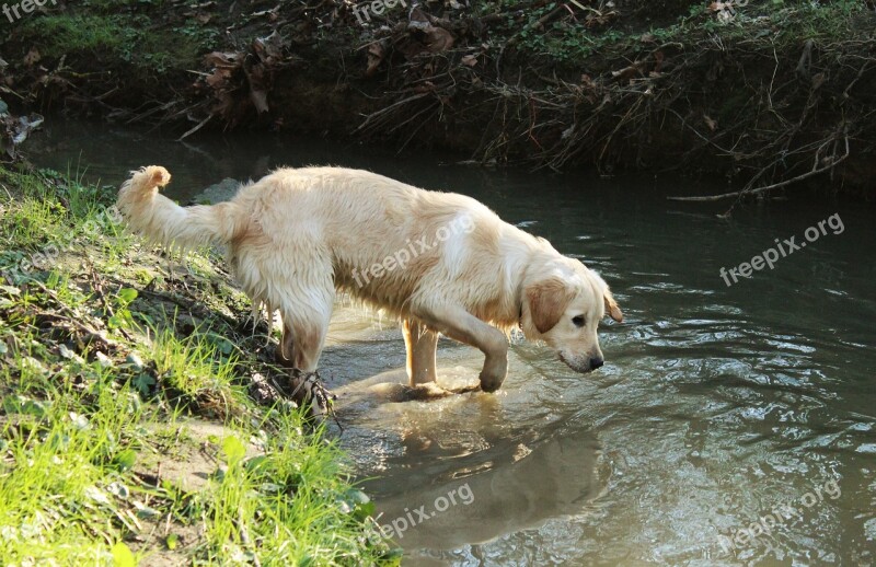 Dog Golden Retriever Pet Cute Sand