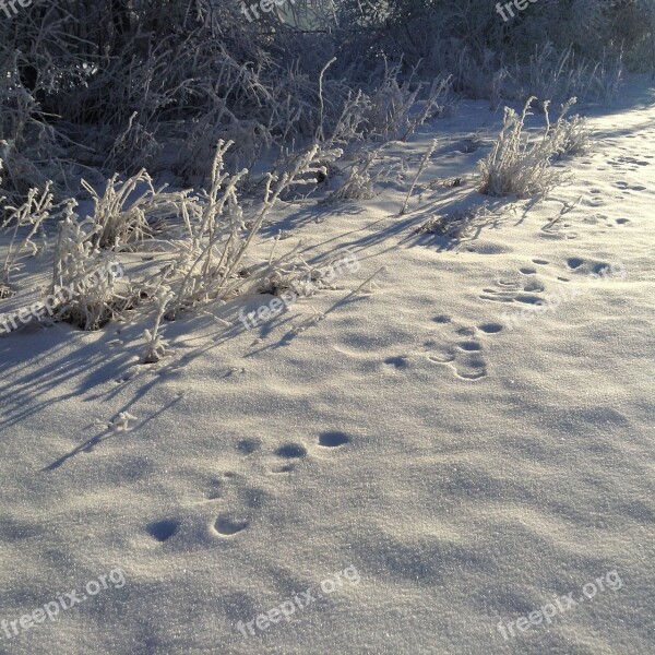 Snow Traces Winter Free Photos