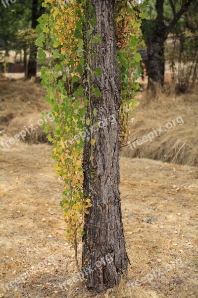 Tree El Escorial Lavirian Free Photos