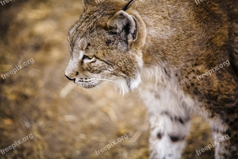 Iberian Lynx Profile Lavirian Free Photos