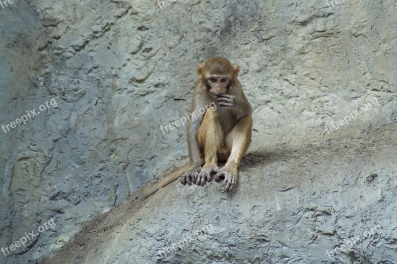 Japanmakake Monkey Makake Animal Schneeaffe