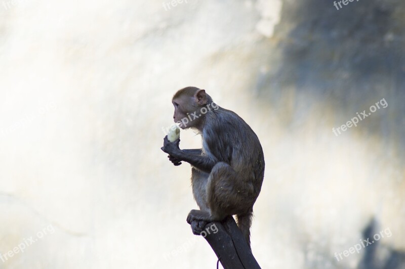 Japanmakake Monkey Makake Animal Schneeaffe