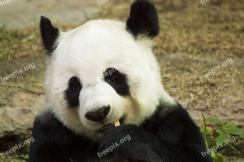 Panda Cub Wildlife Zoo Cute