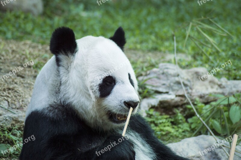 Panda Cub Wildlife Zoo Cute