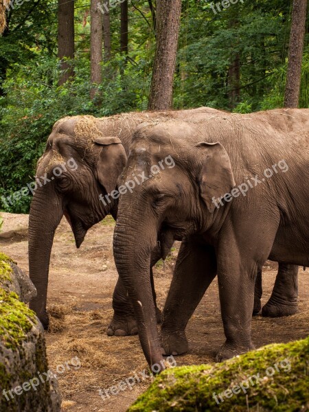 Zoo Proboscis Animal Portrait Animals Elephant