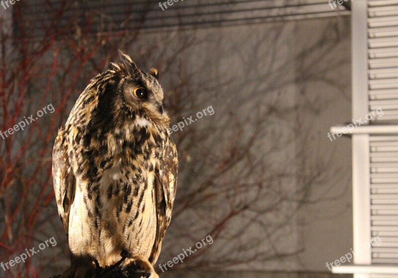 Night Owl Alert Ave Nature