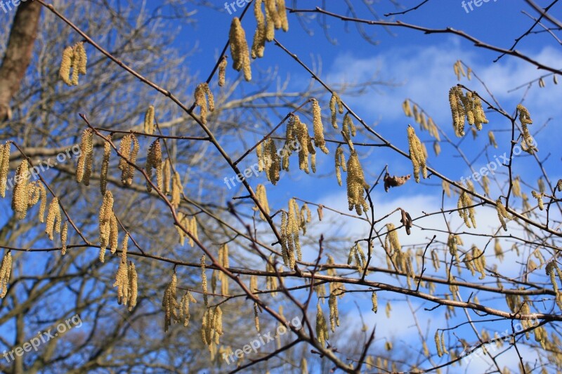 Hazel Spring Blue Sky Inflorescence Macro