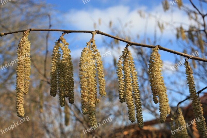 Hazel Flower Spring Hazel Inflorescence Nature