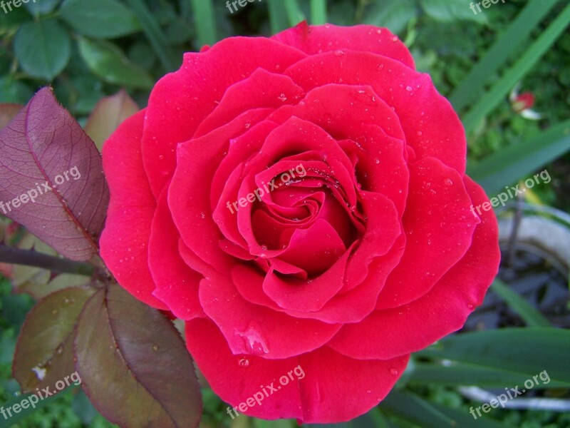 Rose Red Rose Garden Plant Free Photos