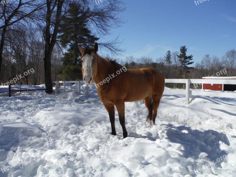 Horse Snow Winter Farm Tree