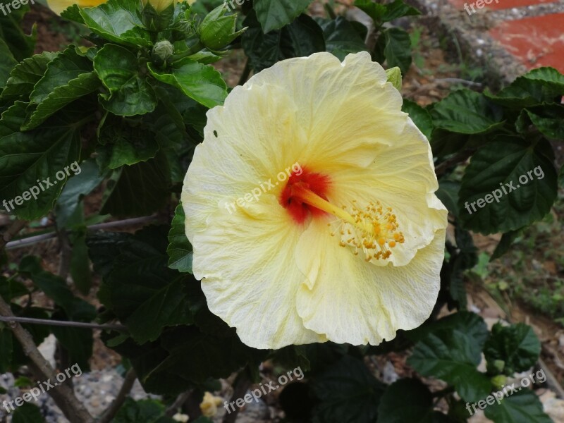 Hibiscus Captured Home Field Yellowe Petals