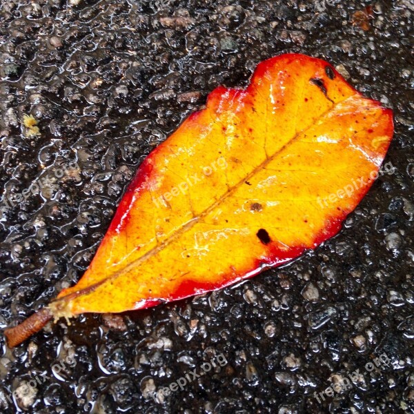 Leaf Asphalt Urbana Rain Free Photos