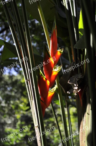 Leaf Plant Botanical Garden Rio De Janeiro Free Photos