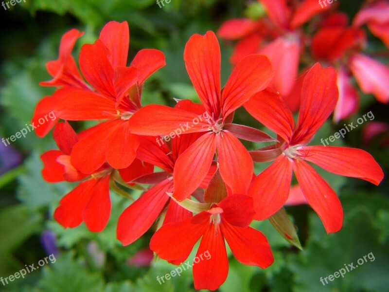 Geranium Red Flowers Flowers Garden Natural