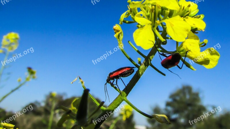 Beetle Insect Working Red Nature