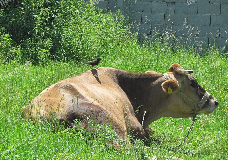 Nature Animals Cow Birds Starling