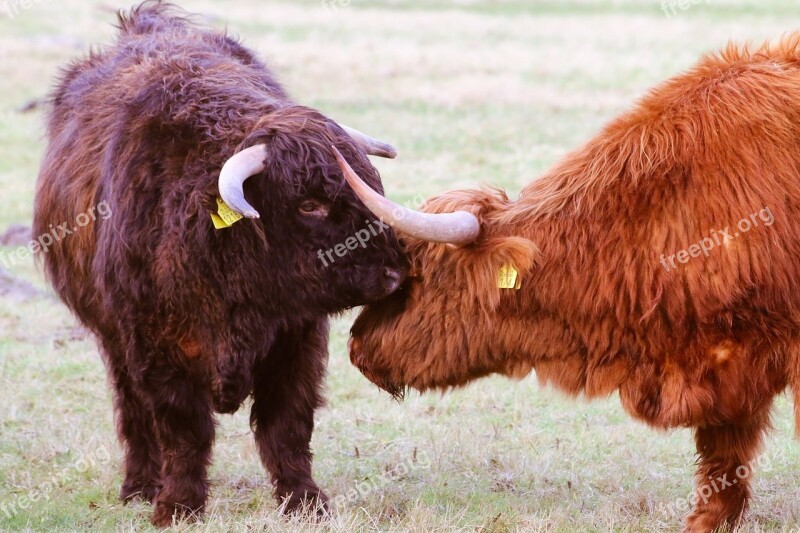 Scottish Highlanders Cow Beef Nature Highlander