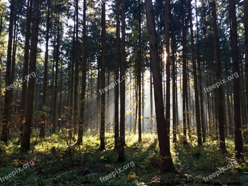 Forest Trees Nature Landscape Morgenstimmung