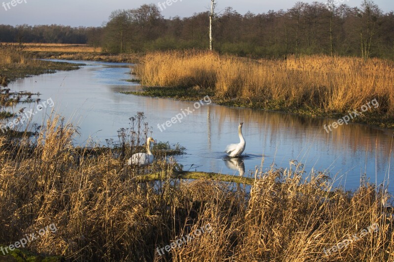 Landscape Autumn Nature Swans Poland