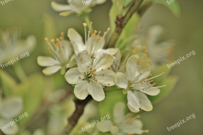 Blossom Bloom Flower Pear Pear Blossom