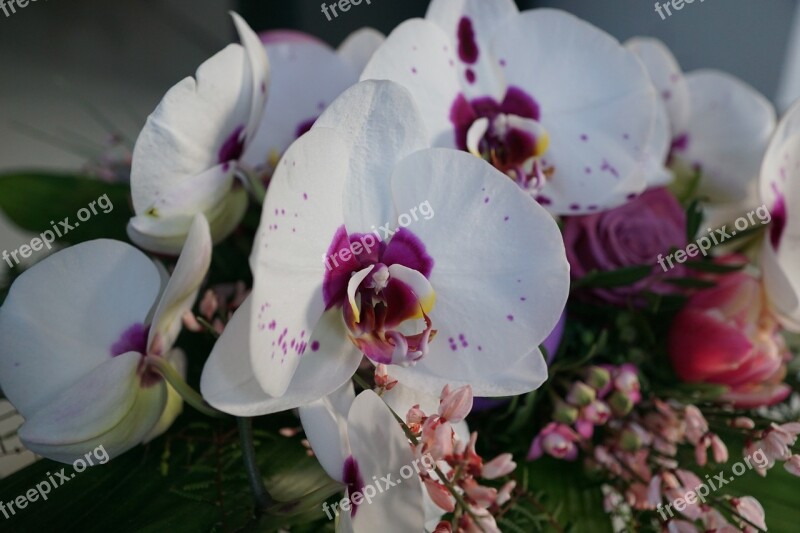 Orchid Flowers Strauss Tulip White Petals