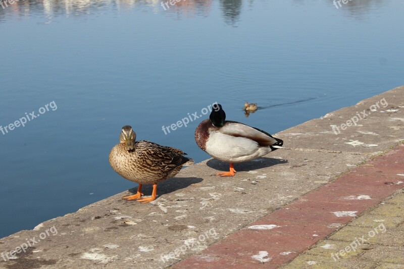 Hamelin Ducks Birds Nature Weser