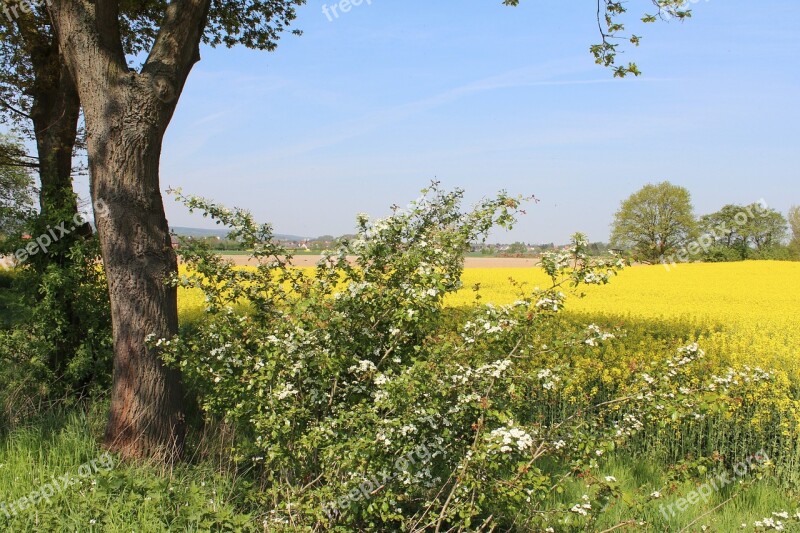 Nature Landscape Field Of Rapeseeds Forest Free Photos