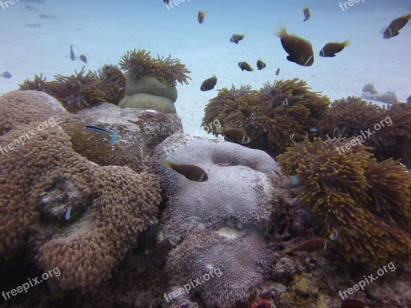 Water Fish Reef South Sea Diving