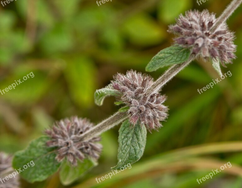 Plant Wild Flower Background Image Nature Brown