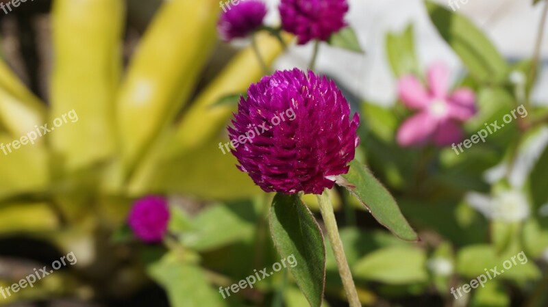 Globe Amaranth Bachelor Button Flowers Amaranth Free Photos