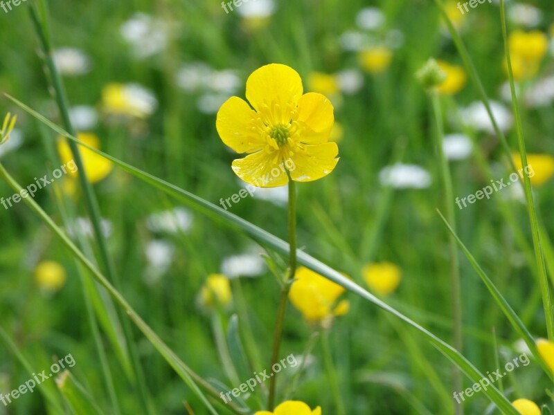 Buttercup Flowers Yellow Spring Yellow Flowers