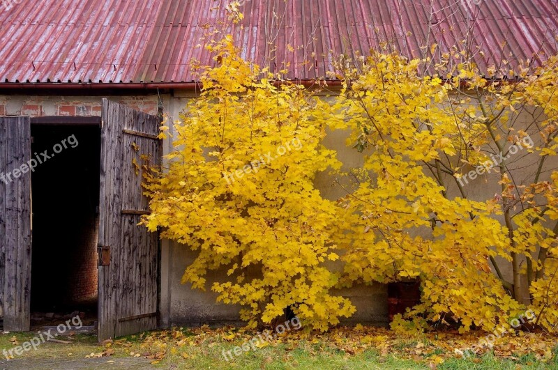 Autumn Leaf Nature Tree Yellow