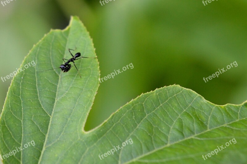 Praying Mantis Black Passiflora Passion