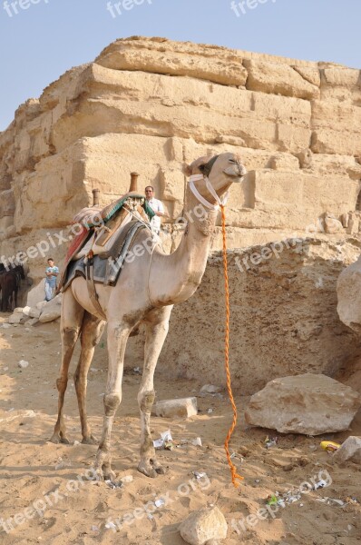 Camel Dromedary Egypt Pyramids Tourist