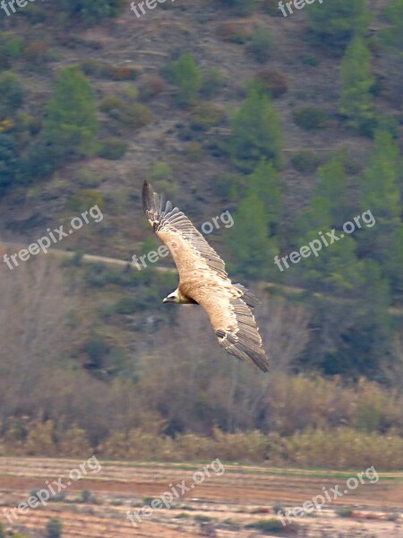 Vulture Landscape Fly Over Bird's Eye View Priorat