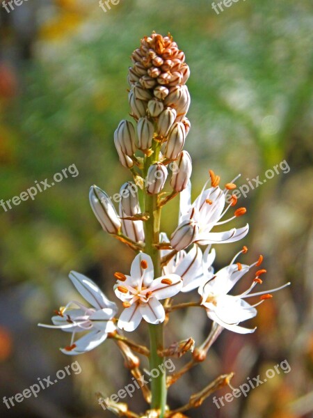 Wild Flower Beauty Detail Flower Mediterranean Countryside